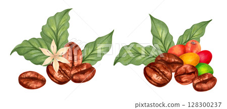 Coffee beans with coffee tree berries and flower. Watercolor botanical illustration. Hand drawn isolated art. Composition for packaging, cookbook, menu. Aroma of robusta and arabica varieties. 128300237