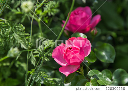 A rose garden in full bloom dedicated to lovers 128300238