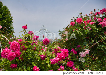 獻給戀人的盛開的玫瑰園 128300241