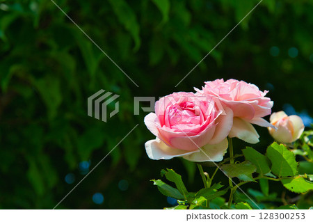 獻給戀人的盛開的玫瑰園 128300253