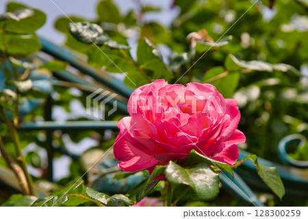 A rose garden in full bloom dedicated to lovers A rose garden in full bloom dedicated to lovers 128300259
