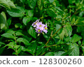 Potato flowers 128300260