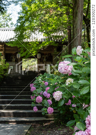 【第8寺】熊谷寺的繡球花【四國88寺】 128300272