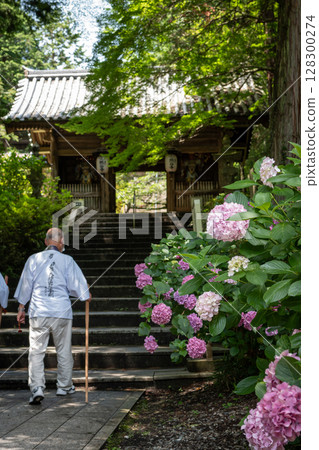 【第8寺】熊谷寺的繡球花【四國88寺】 【第8寺】熊谷寺的繡球花【四國88寺】 128300274