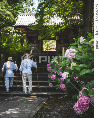 [Temple No. 8] Hydrangeas at Kumagaya Temple [Shikoku 88 Temples] 128300275