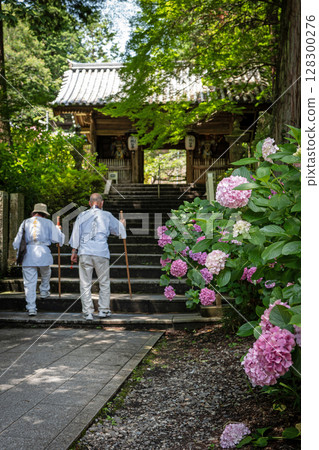 [Temple No. 8] Hydrangeas at Kumagaya Temple [Shikoku 88 Temples] 128300276