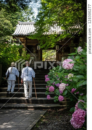 【第8寺】熊谷寺的繡球花【四國88寺】 128300277