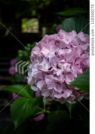 【第8寺】熊谷寺的繡球花【四國88寺】 【第8寺】熊谷寺的繡球花【四國88寺】 128300278