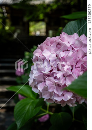 【第8寺】熊谷寺的繡球花【四國88寺】 【第8寺】熊谷寺的繡球花【四國88寺】 128300279