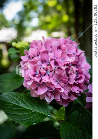 【第8寺】熊谷寺的繡球花【四國88寺】 128300282