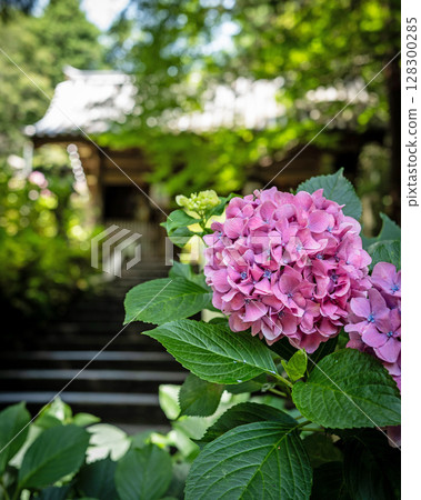 【第8寺】熊谷寺的繡球花【四國88寺】 128300285