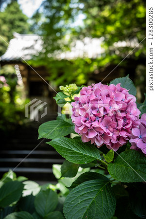 【第8寺】熊谷寺的繡球花【四國88寺】 128300286