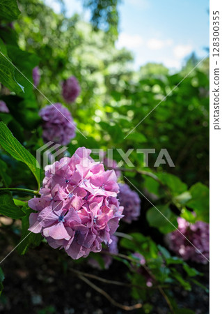 【第8寺】熊谷寺的繡球花【四國88寺】 【第8寺】熊谷寺的繡球花【四國88寺】 128300355