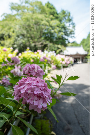 【第8寺】熊谷寺的繡球花【四國88寺】 【第8寺】熊谷寺的繡球花【四國88寺】 128300366