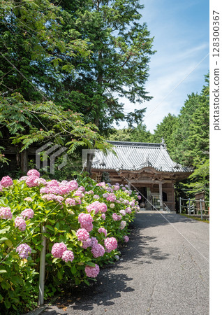 【第8寺】熊谷寺的繡球花【四國88寺】 128300367