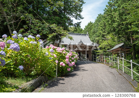 [第8號寺廟] 熊谷寺本殿盛開的繡球花 [四國88所] 128300768