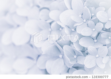 Background of white blue petals of Hydrangea or Hydrangea close-up. Soft focus Background of white blue petals of Hydrangea or Hydrangea close-up. Soft focus 128300777