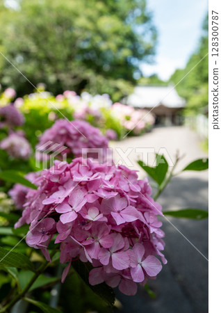 【第8寺】熊谷寺的繡球花【四國88寺】 【第8寺】熊谷寺的繡球花【四國88寺】 128300787