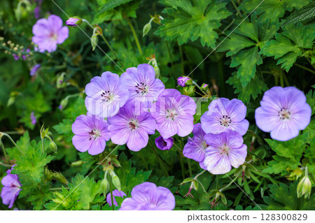 花園裡盛開著美麗的淡紫色天竺葵花 花園裡盛開著美麗的淡紫色天竺葵花 128300829