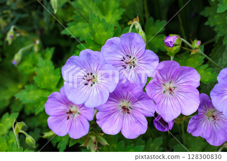 Beautiful light purple geranium flowers blooming in the garden 128300830
