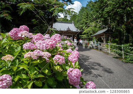【第8寺】熊谷寺的繡球花【四國88寺】 128300865