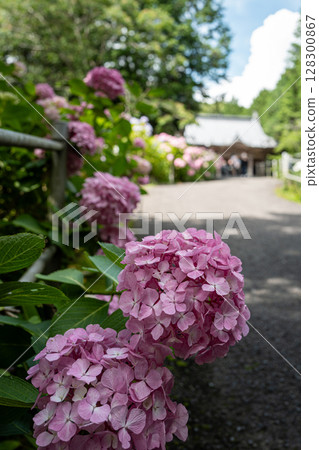 [Temple No. 8] Hydrangeas at Kumagaya Temple [Shikoku 88 Temples] 128300867