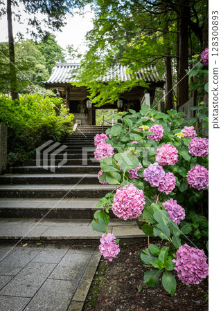 [Temple No. 8] Hydrangeas at Kumagaya Temple [Shikoku 88 Temples] 128300893