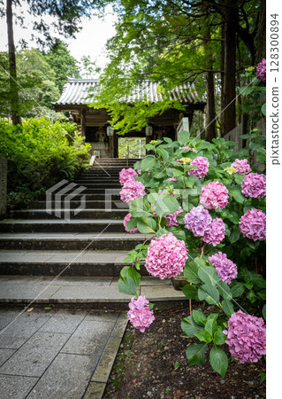 [Temple No. 8] Hydrangeas at Kumagaya Temple [Shikoku 88 Temples] 128300894