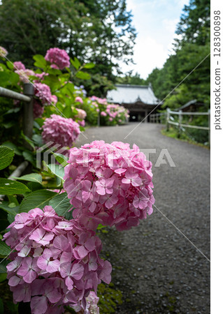 【第8寺】熊谷寺的繡球花【四國88寺】 128300898