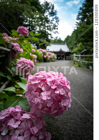 【第8寺】熊谷寺的繡球花【四國88寺】 128300899