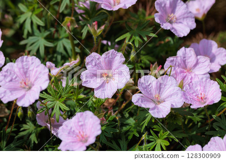 初夏花園中盛開的紅紋天竺葵花 初夏花園中盛開的紅紋天竺葵花 128300909