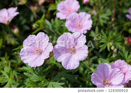 Geranium sanguineum striatum flowers blooming in the garden in early summer 128300910