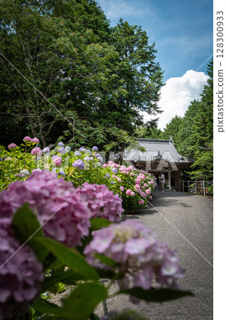 [Temple No. 8] Hydrangeas blooming at the main hall of Kumagaya Temple [Shikoku 88 Temples] 128300933