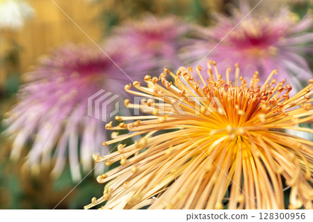 beautiful chrysanthemum flower 128300956