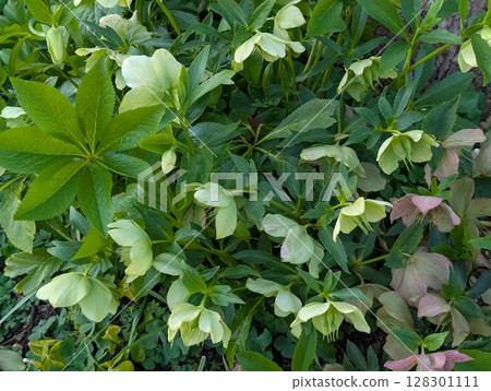 春天花園裡盛開的黃白色和紫色聖誕玫瑰花 128301111