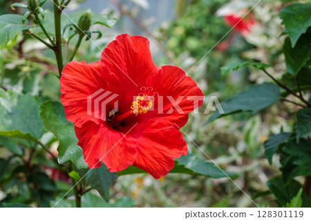 Beautiful red hibiscus flowers blooming in a summer garden Beautiful red hibiscus flowers blooming in a summer garden 128301119