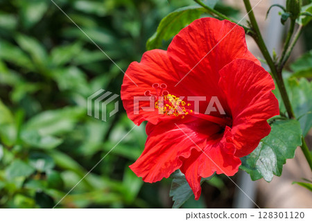 夏日花園裡盛開著美麗的紅芙蓉花 夏日花園裡盛開著美麗的紅芙蓉花 128301120