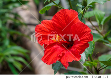 夏日花園裡盛開著美麗的紅芙蓉花 128301121