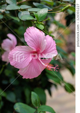 夏日花園裡盛開著美麗的粉紅色芙蓉花 128301227