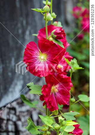 Beautiful red hollyhock flowers blooming in the garden 128301236