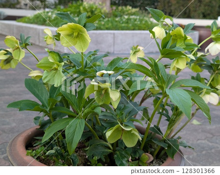 Yellow-green Christmas rose flowers blooming in a spring garden 128301366