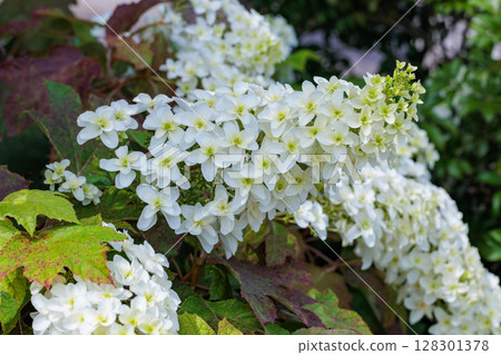 里山路邊盛開的美麗繡球花的特寫 里山路邊盛開的美麗繡球花的特寫 128301378