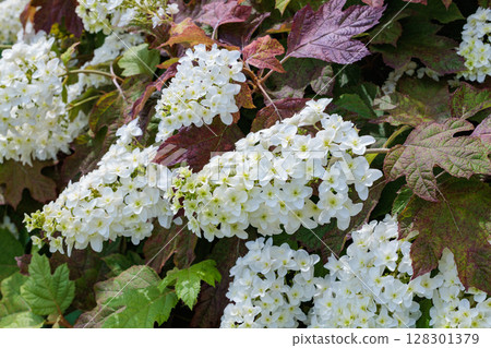 里山路邊盛開的美麗繡球花的特寫 128301379