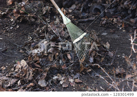 Rake gathering fallen leaves in a garden during autumn. 128301499