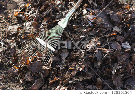Rake on a pile of autumn leaves, perfect for fall gardening themes. 128301504