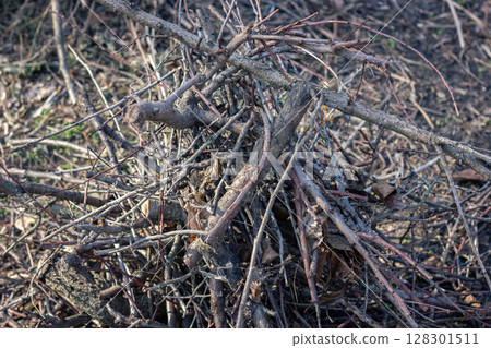 Pile of twigs and branches in a forest setting. Pile of twigs and branches in a forest setting. 128301511