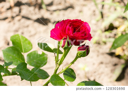 Red rose in bloom with buds and green leaves in sunlight. 128301698