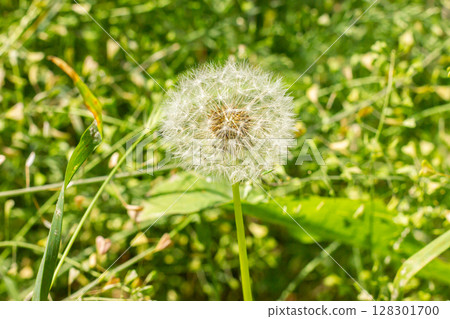 Closeup of a dandelion seedhead in a lush green meadow. Closeup of a dandelion seedhead in a lush green meadow. 128301700