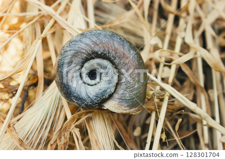 Close-up of a snail shell on dry grass. 128301704