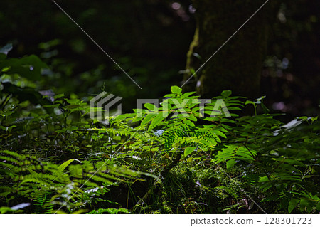 Fresh green Hizume Falls 128301723